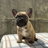 フレンチブルドッグ
