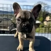 フレンチブルドッグ