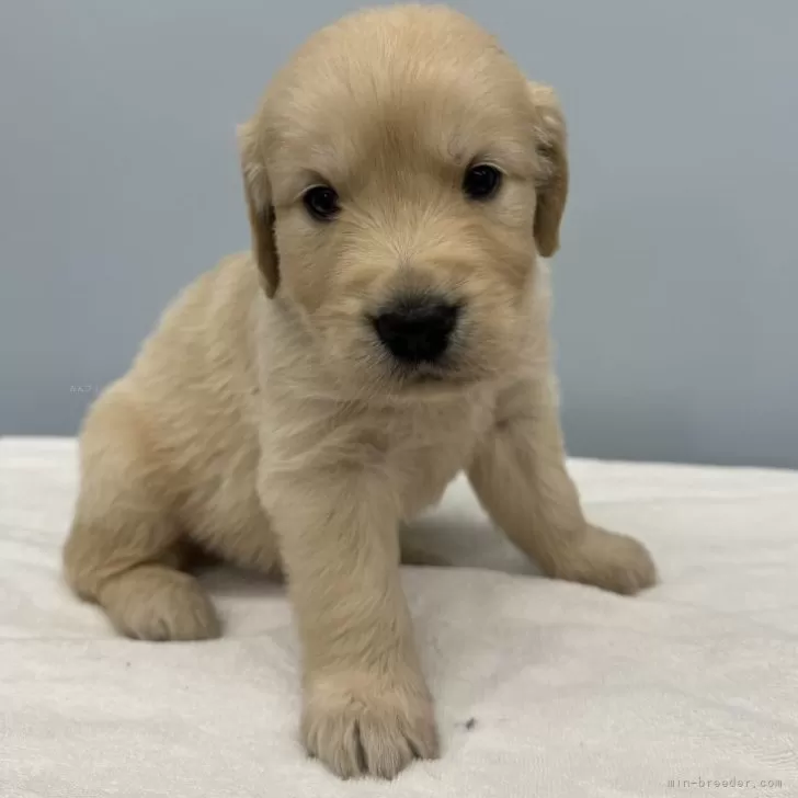 ID：2408-07845の子犬