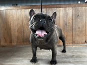 フレンチブルドッグ【・女の子・2022年6月19日・ブリンドル】