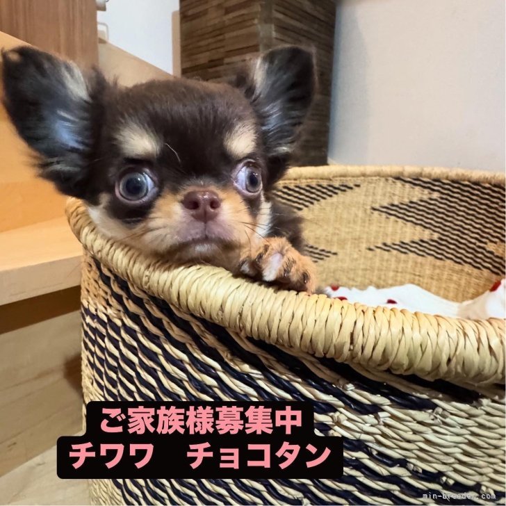 ブリーダー画像