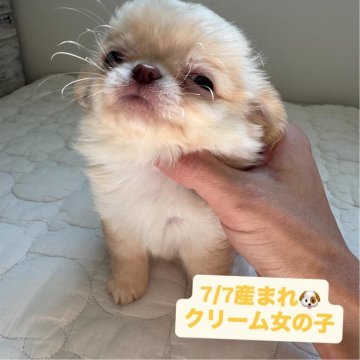チワワ(ロング)【東京都・女の子・2025年7月7日・クリーム】の写真「愛おしいかわいさです🥰」