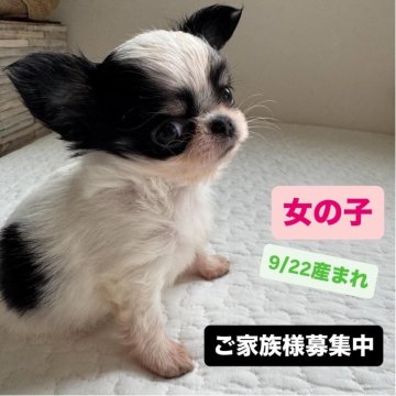 チワワ(ロング)【東京都・女の子・2025年9月22日・パーティ】の写真「可愛い🩷パーティちゃん🐮」