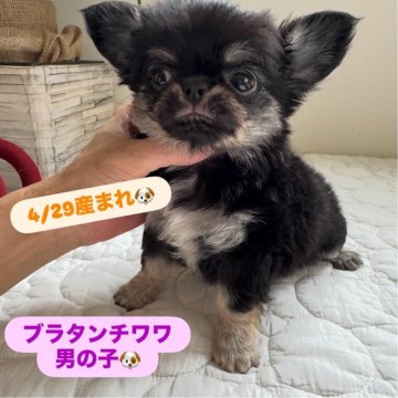 チワワ(ロング)【東京都・男の子・2025年4月29日・ブラックタン】の写真「もっこもこで可愛いボク🐶」