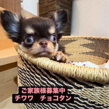 チワワ(ロング)【東京都・男の子・2025年2月25日・チョコタンホワイト】の写真「むぎゅっと身体もお顔も詰まってます🌸」