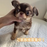 チワワ(ロング)