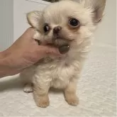 チワワ(ロング)