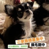 チワワ(ロング)