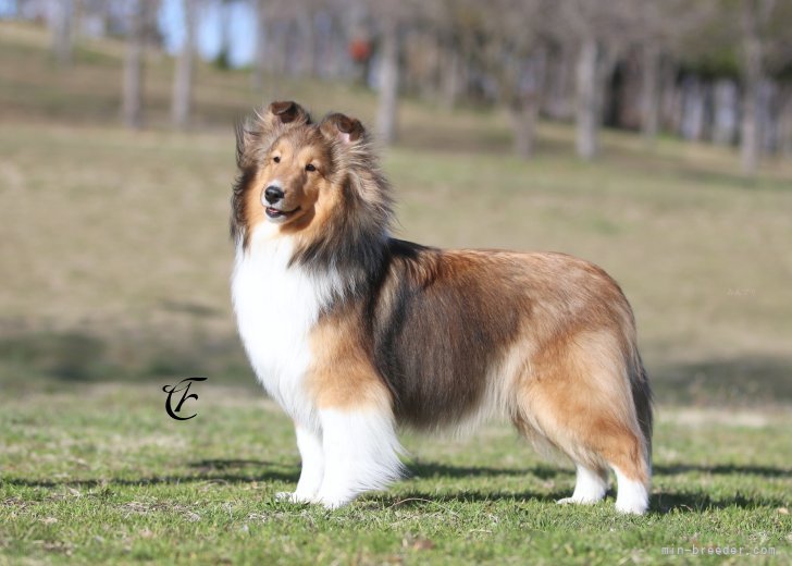 シェットランドシープドッグ【・女の子・2022年5月17日・セーブル&amp;ホワイト】