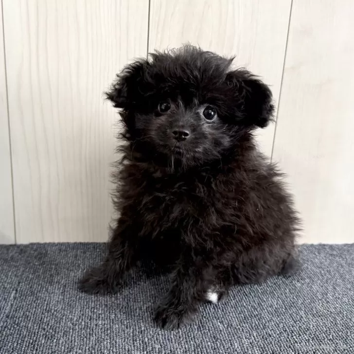 ポメ子 ポメ子 (@pomeko_m4) / X