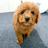 トイプードル(トイ)【千葉県・男の子・2025年4月8日・レッド】の写真11