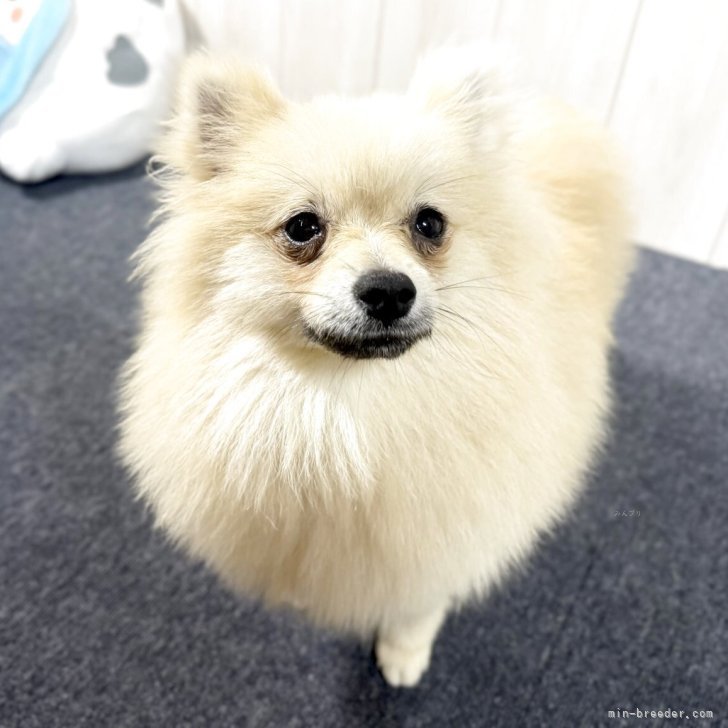 ポメラニアン【千葉県・女の子・2024年11月13日・オレンジ】☆6