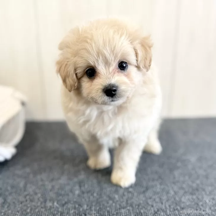 A.H 様のお迎えした子犬