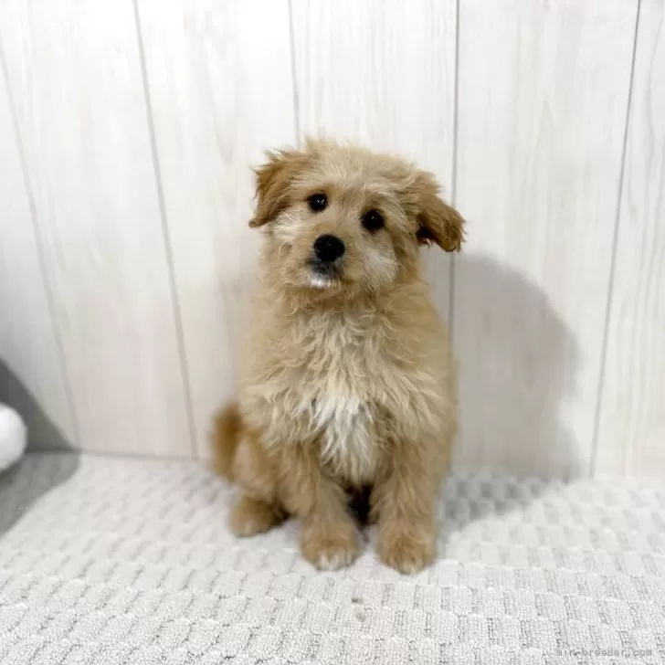 マドカ 様のお迎えした子犬