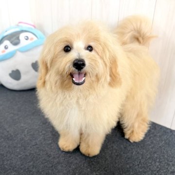 ポメプー(ポメラニアン×トイプードル)【千葉県・男の子・2025年3月28日・クリーム】の写真「☆10月7日更新ポメプーの男の子☆」