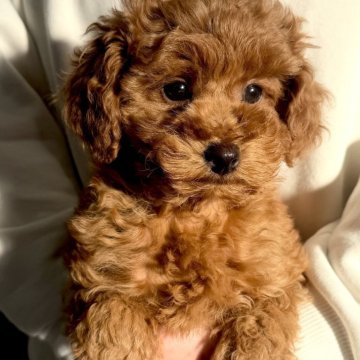 トイプードル(トイ)【千葉県・女の子・2025年10月24日・レッド】の写真「☆1月6日更新☆甘えん坊な女の子♪♪」