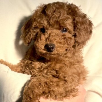 トイプードル(トイ)【千葉県・男の子・2025年10月24日・レッド】の写真「☆1月6日更新☆甘えん坊な男の子♪♪」