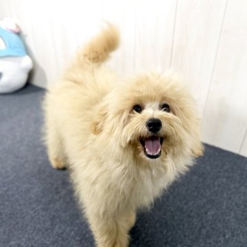 ポメプー(ポメラニアン×トイプードル)【千葉県・男の子・2024年10月15日・クリーム】の写真「☆6月6日更新、表情豊かなポメプーの男の子☆」