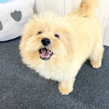 ポメプー(ポメラニアン×トイプードル)【千葉県・男の子・2025年3月28日・クリーム】の写真「☆8月20日更新ポメプーの男の子☆」