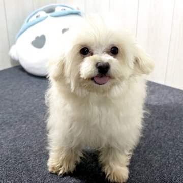 マルプー(マルチーズ×トイプードル)【千葉県・女の子・2024年7月6日・クリーム】の写真「☆5月22日更新・小柄なマルプーの女の子☆」