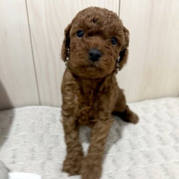 トイプードル(トイ)【千葉県・男の子・2025年10月24日・レッド】の写真「☆11月22日更新☆甘えん坊な男の子♪♪」