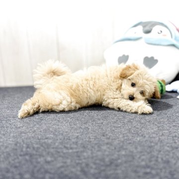 ポメプー(ポメラニアン×トイプードル)【千葉県・男の子・2025年3月28日・クリーム】の写真「☆6月13日更新ポメプーの男の子☆」