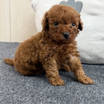 トイプードル(トイ)【千葉県・男の子・2025年4月8日・レッド】の写真「☆5月20日更新☆大きいサイズの男の子♪♪」