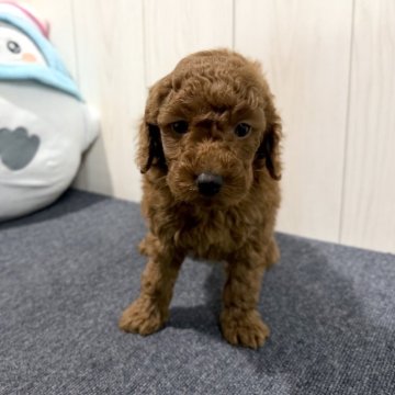 トイプードル(トイ)【千葉県・男の子・2025年10月24日・レッド】の写真「☆12月1日更新☆甘えん坊な男の子♪♪」