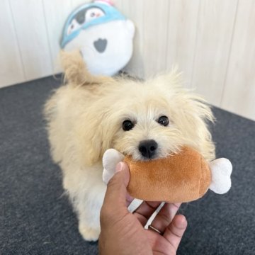 マルプー(マルチーズ×トイプードル)【千葉県・男の子・2025年4月18日・クリーム】の写真「☆9月25日更新小柄で可愛い男の子☆」