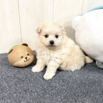 マルプー(マルチーズ×トイプードル)【千葉県・男の子・2025年4月18日・クリーム】の写真「☆5月22日更新小柄で可愛い男の子☆」