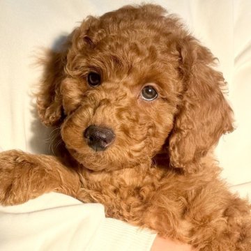 トイプードル(トイ)【千葉県・男の子・2025年10月24日・レッド】の写真「☆1月6日更新☆甘えん坊な男の子♪♪」