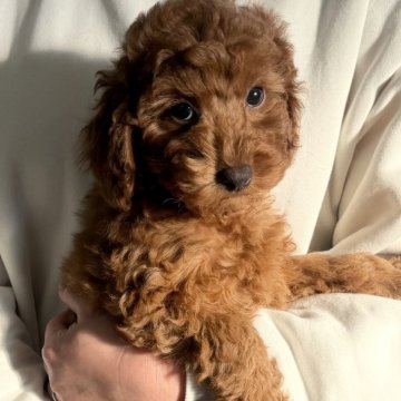 トイプードル(トイ)【千葉県・女の子・2025年10月24日・レッド】の写真「☆1月6日更新☆甘えん坊な女の子♪♪」