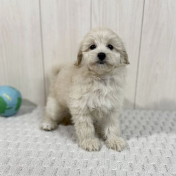 ポメプー(ポメラニアン×トイプードル)【千葉県・女の子・2025年3月28日・クリーム】の写真「☆6月5日更新ポメプーの女の子☆」