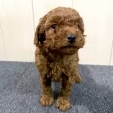 トイプードル(トイ)