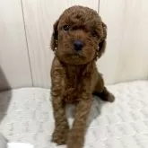 トイプードル(トイ)