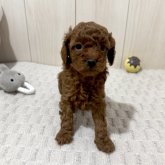 トイプードル(トイ)