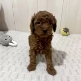 トイプードル(トイ)