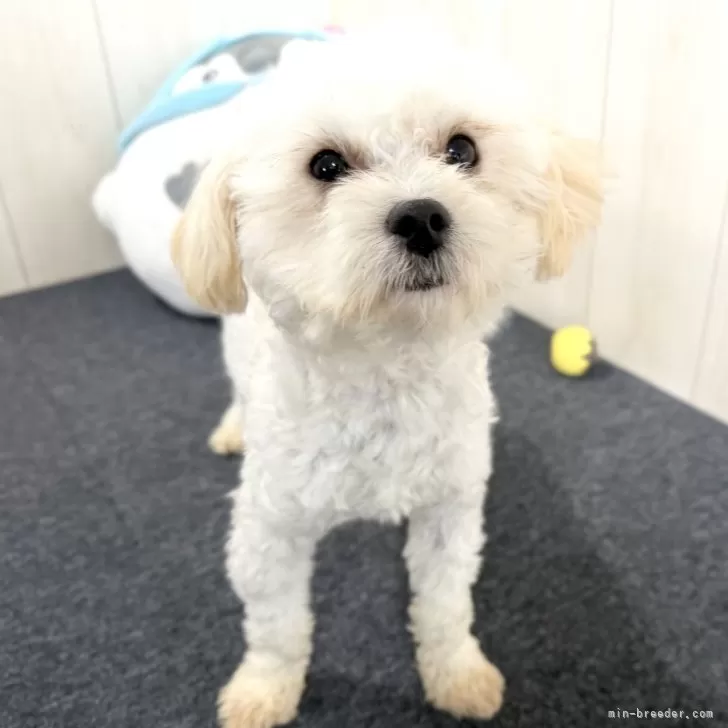 マルプー(マルチーズ×トイプードル)【千葉県・男の子・2025年2月