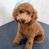 トイプードル(トイ)【千葉県・男の子・2025年4月8日・レッド】の写真2