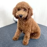 トイプードル(トイ)【千葉県・男の子・2025年4月8日・レッド】の写真3