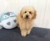 トイプードル(トイ)【千葉県・男の子・2024年7月15日・レッド】の写真5