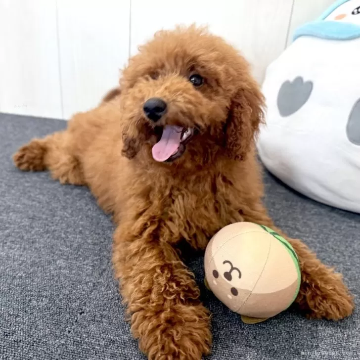 トイプードル 写真集 8b9ce094e12f10ed7ffc352deaff7b