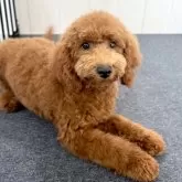 トイプードル(トイ)【千葉県・男の子・2025年4月8日・レッド】の写真8