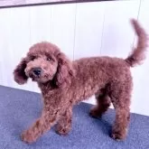 トイプードル(トイ)【千葉県・男の子・2025年4月8日・レッド】の写真9