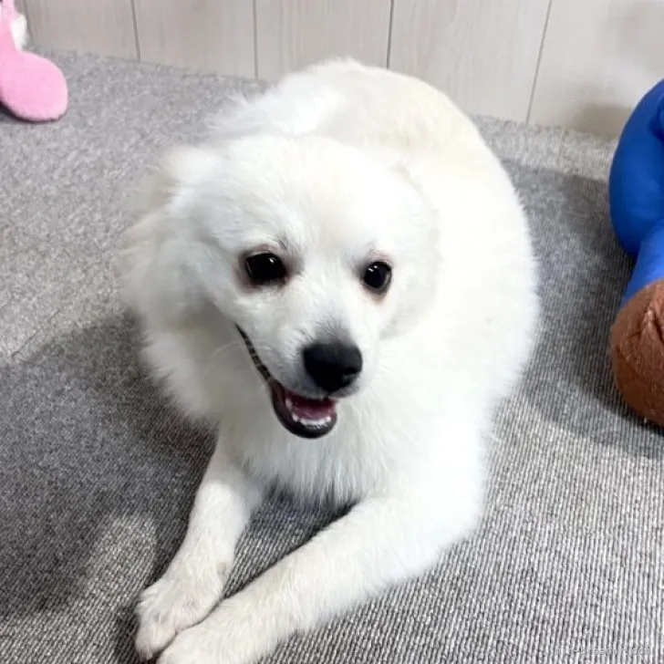 ID:2211-00628の子犬