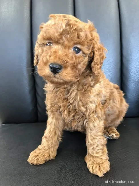 ID:2001-00695の子犬