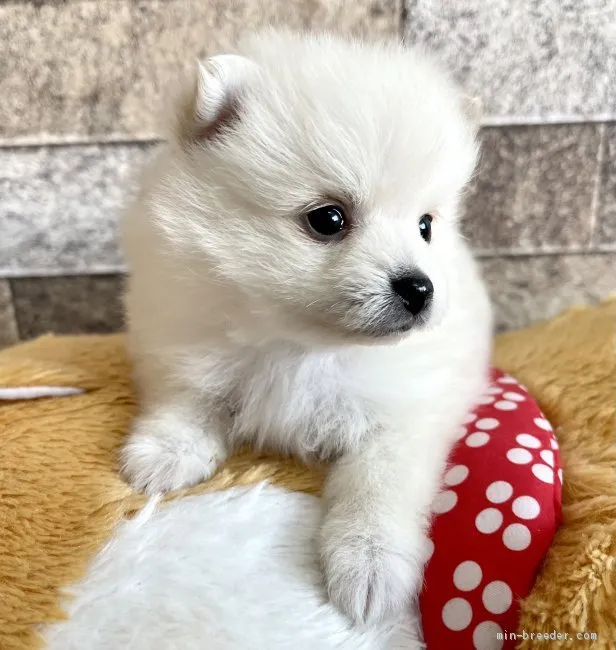 ID:2103-01199の子犬