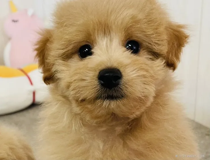 MK 様のお迎えした子犬
