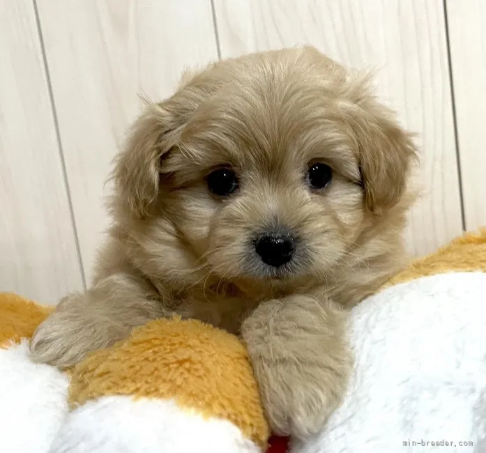ID:2112-00645の子犬
