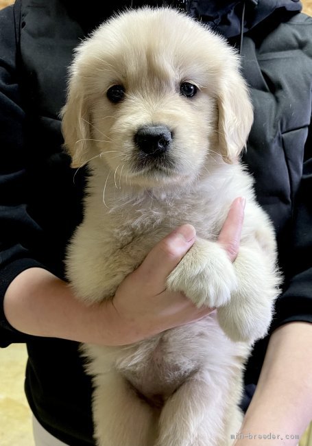 ゴールデンレトリバー 千葉県 女の子 21年1月2日 ゴールド 2月2日更新 コロコロで甘えん坊な性格の女の子 みんなのブリーダー 子犬id 2102